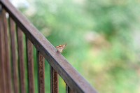 Hideout_on_the_Horseshoe_Wedding_Photographer-19