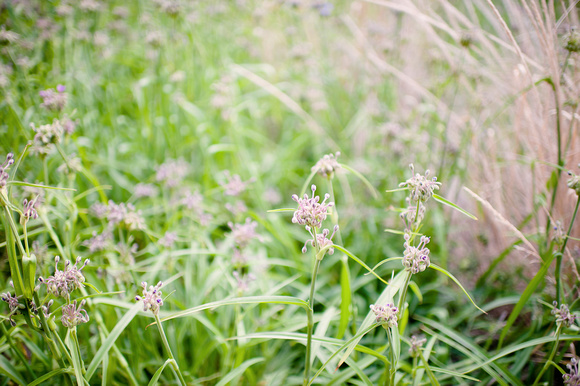 Wildflower_Center_Austin-10