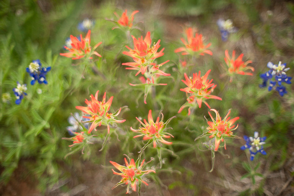 flora-3