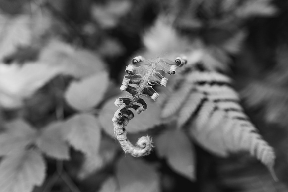 flora-5